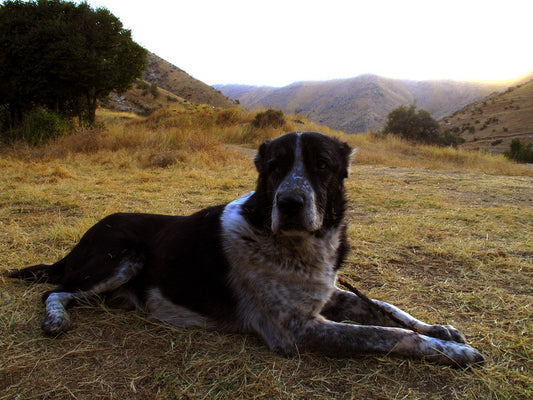 How to groom your Central Asian Shepherd