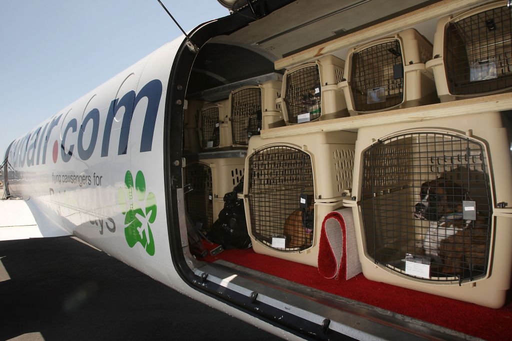 Air Travel: Why Are Dogs Dying On Airplanes?