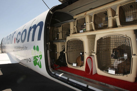 Air Travel: Why Are Dogs Dying On Airplanes?