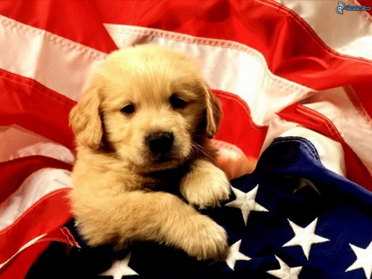 Establish The Family Line with AKC Dog Breeds