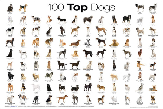 All Dog Breeds: Finding the Right One for Your Home in 2026