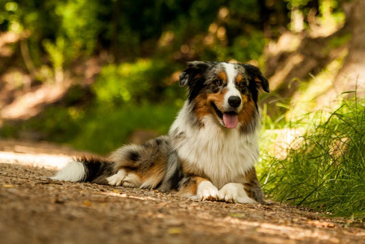 Australian Shepherds Training - 3 Ready to Go Tips You Can Implement Today