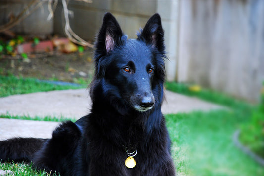 The Guide to Groom Your Belgian Shepherd