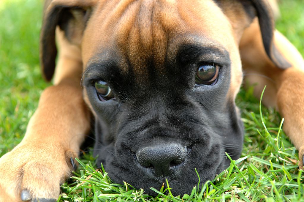Boxer Puppy Training is Vital for the Boxer Puppy Parent
