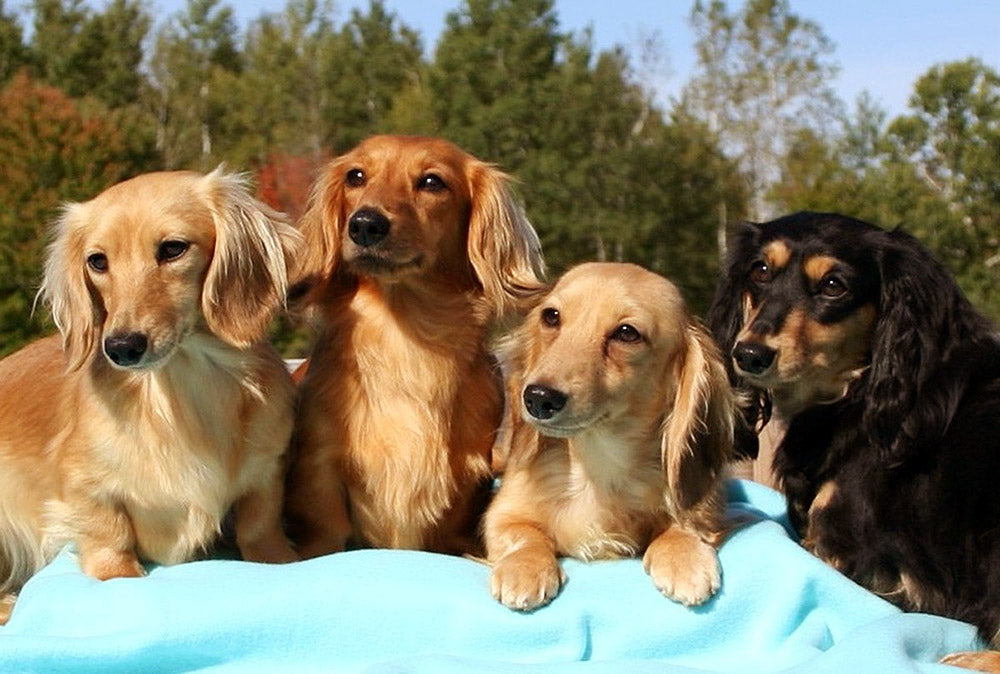 The Dachshund Grooming Guide