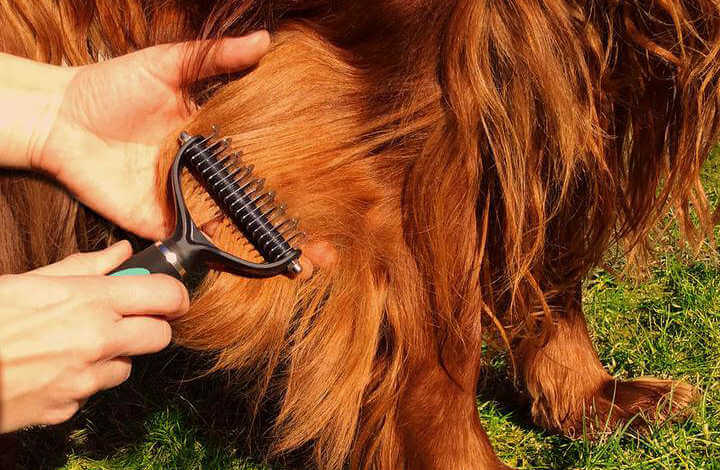 How to Remove Mats from Dog Hair Without Hurting Them: The Painless Dematting Guide