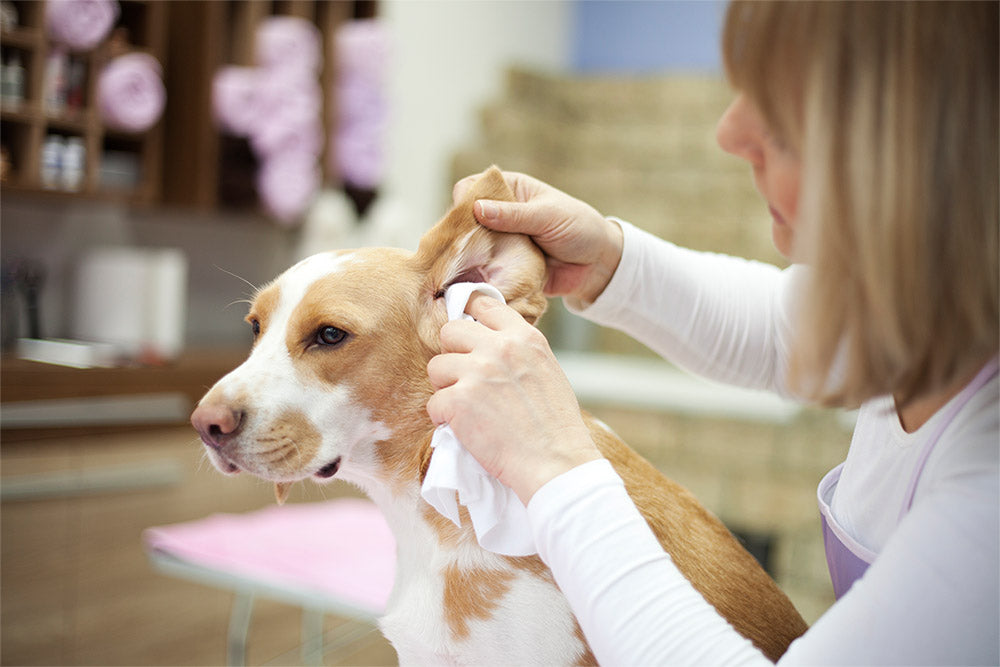 How to clean dog ears