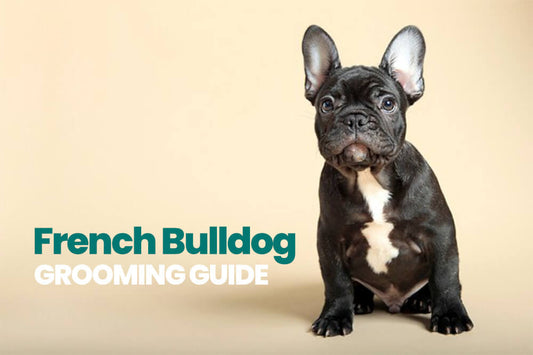 The Ultimate French Bulldog Grooming Guide
