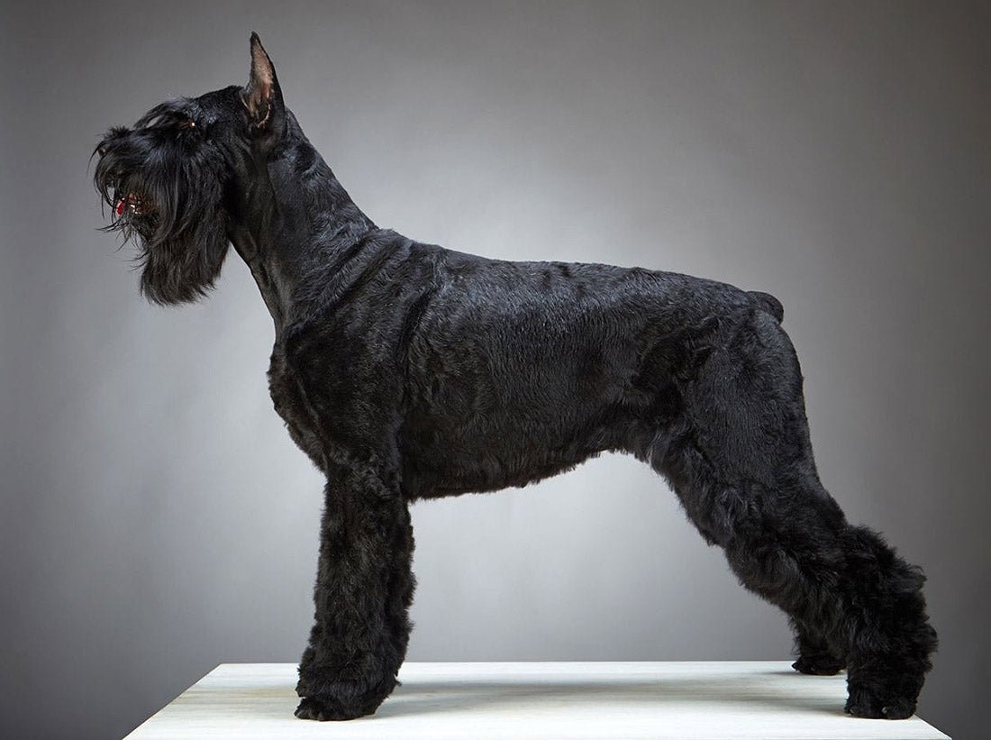 The Best Guide for Schnauzer Grooming