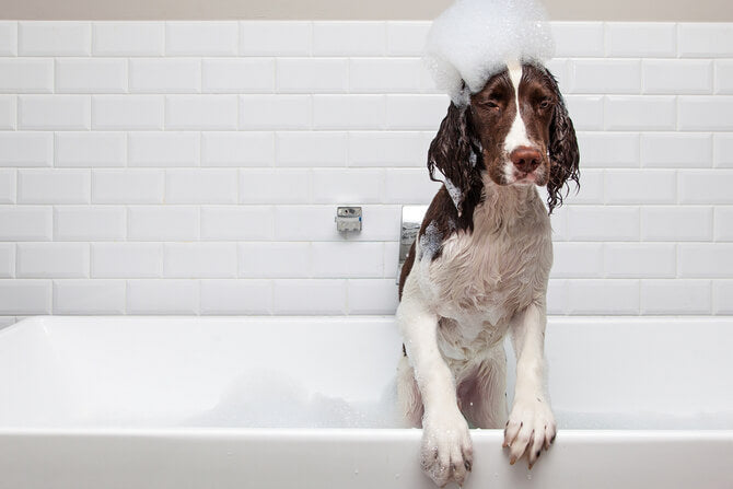 Grooming dogs with sensitive skins