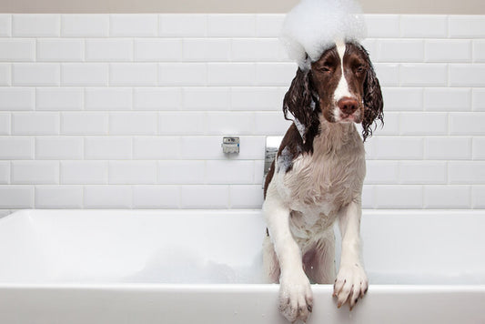 Grooming dogs with sensitive skins