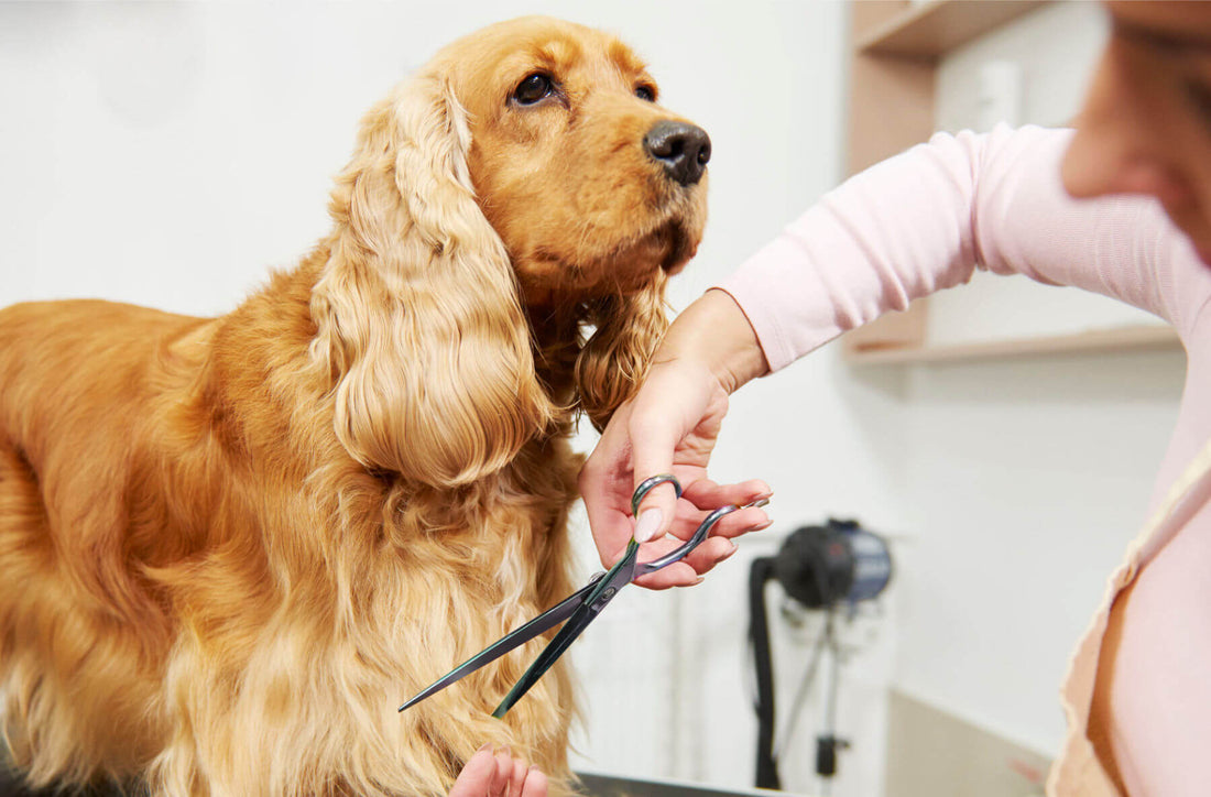 Dog grooming at home - How to use dog grooming scissors
