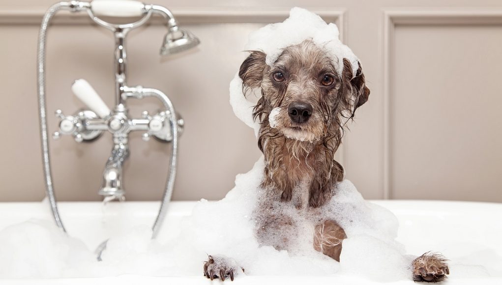 Why do dogs need grooming?