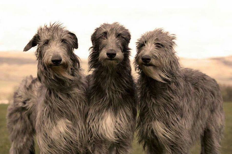Irish Wolf Hound grooming needs