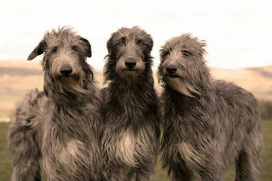 Irish Wolf Hound grooming needs