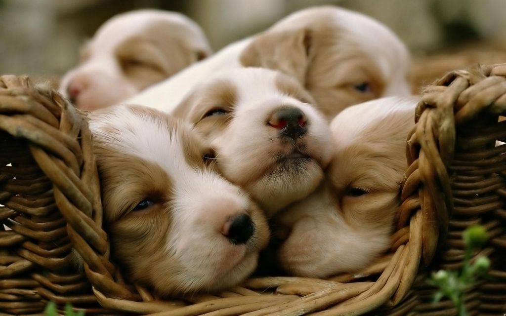 Are Puppy Kindergarten Classes Necessary?