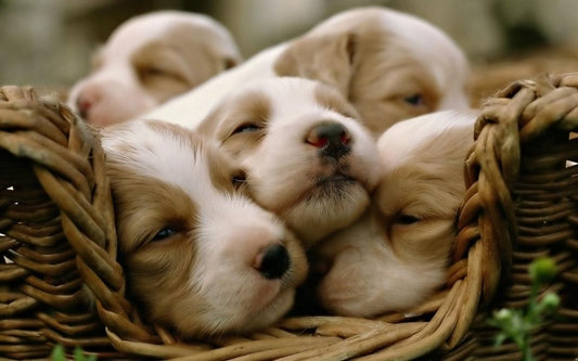 Are Puppy Kindergarten Classes Necessary?