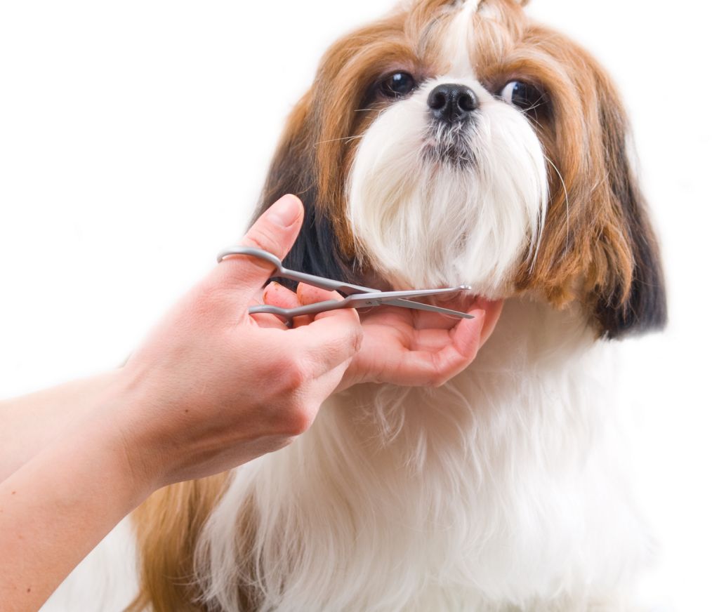 How to Groom a Dog with Scissors - Step by Step Dog Grooming Guide