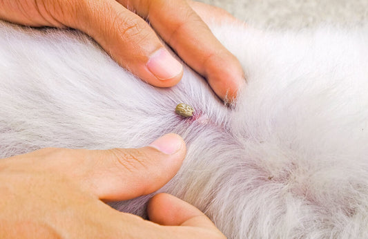 10 Most Common Dog Skin Problems with Pictures