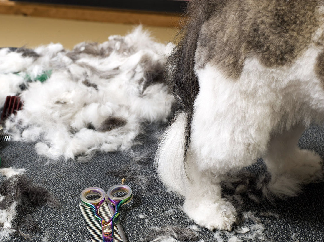 Understanding dog grooming techniques: Spinning, shaving, stripping and trimming