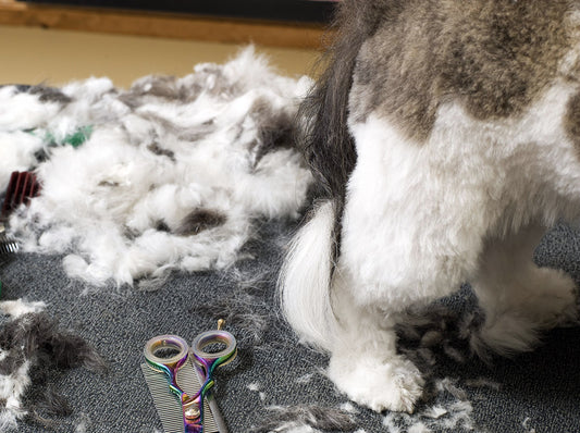 Understanding dog grooming techniques: Spinning, shaving, stripping and trimming