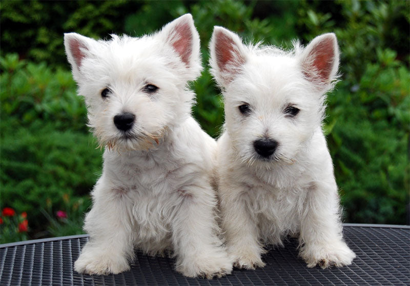 How to groom your West Highland White Terrier