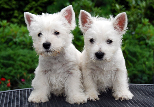 How to groom your West Highland White Terrier